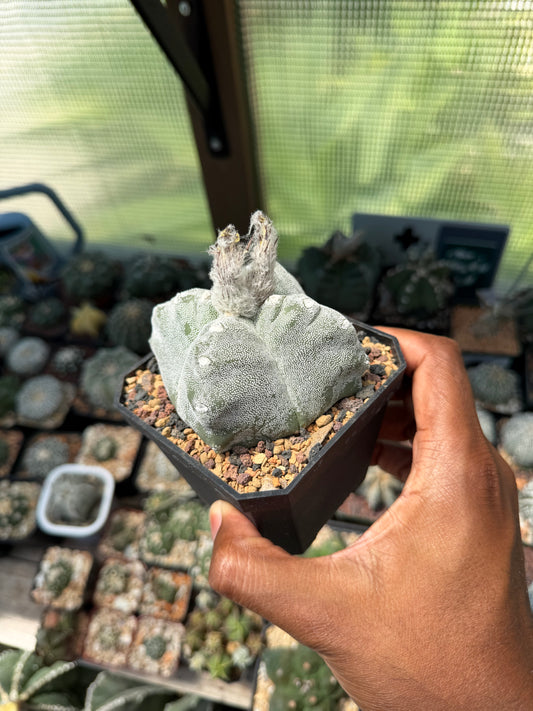 Astrophytum myriostigma Kikko Quadricostatum