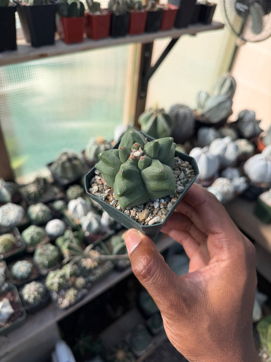 Astrophytum myriostigma Kikko