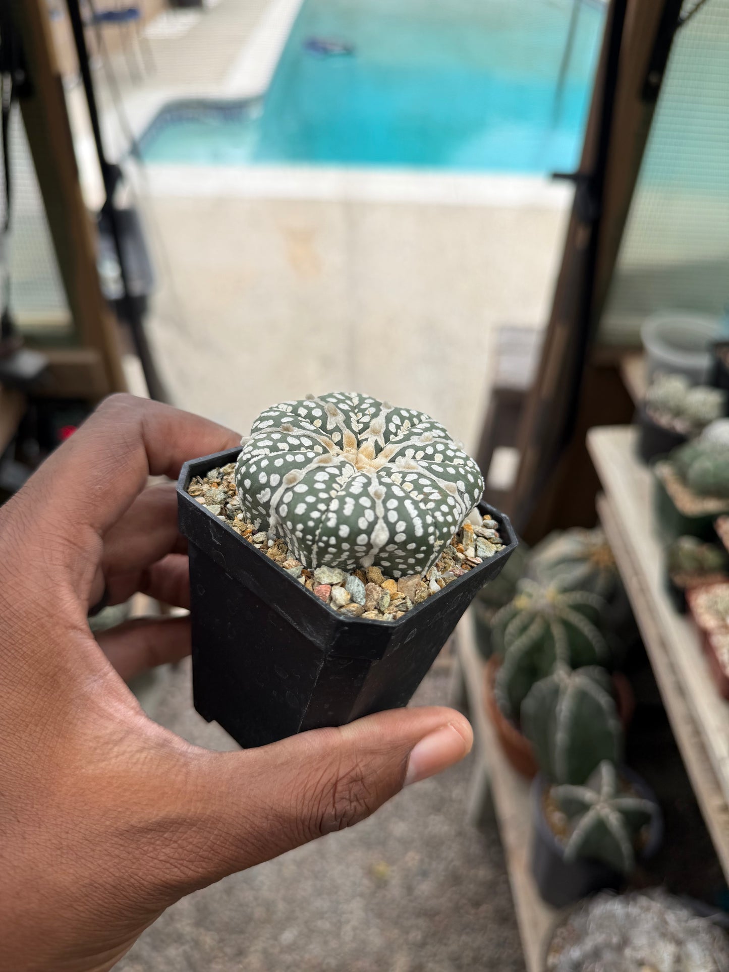 Astrophytum asterias Superkabuto Star Shape