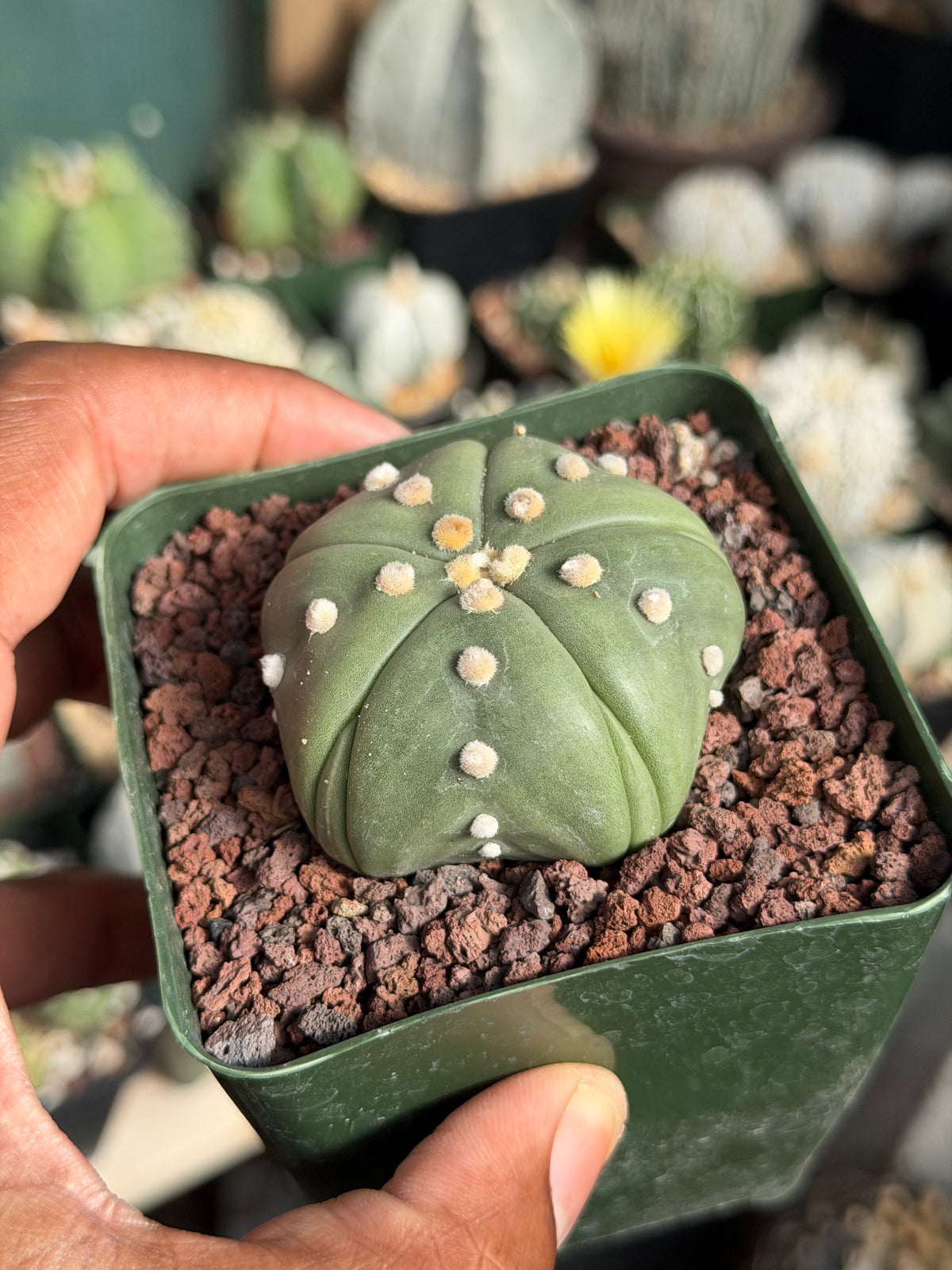 Astrophytum asterias Goryo Fukuryu
