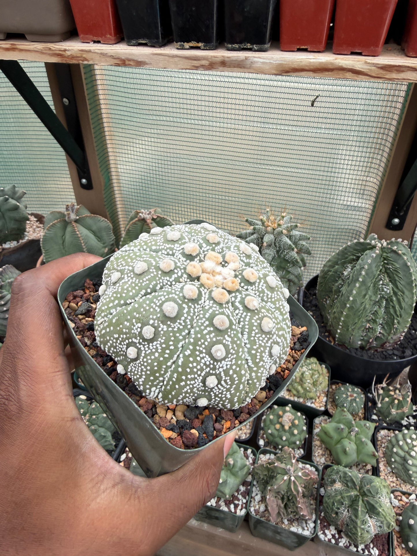 Astrophytum asterias Yamamoto Kabuto