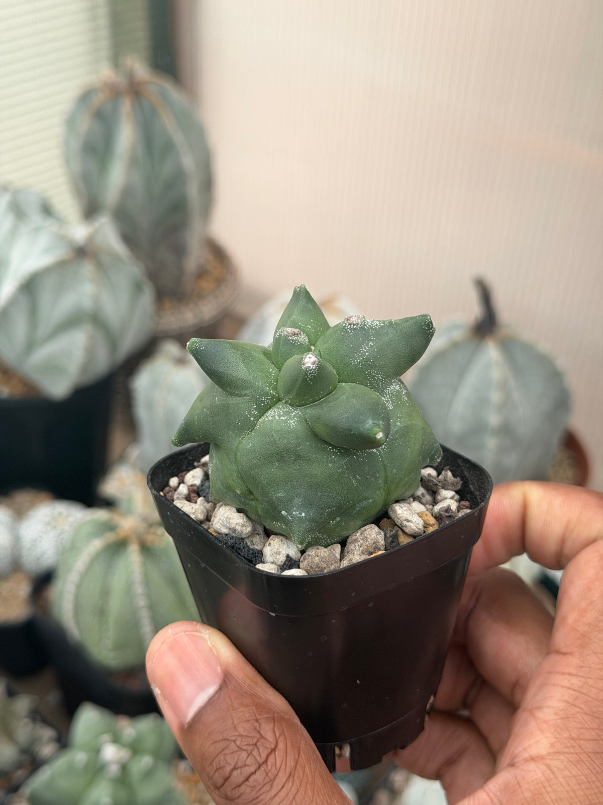 Astrophytum myriostigma Super Kikko