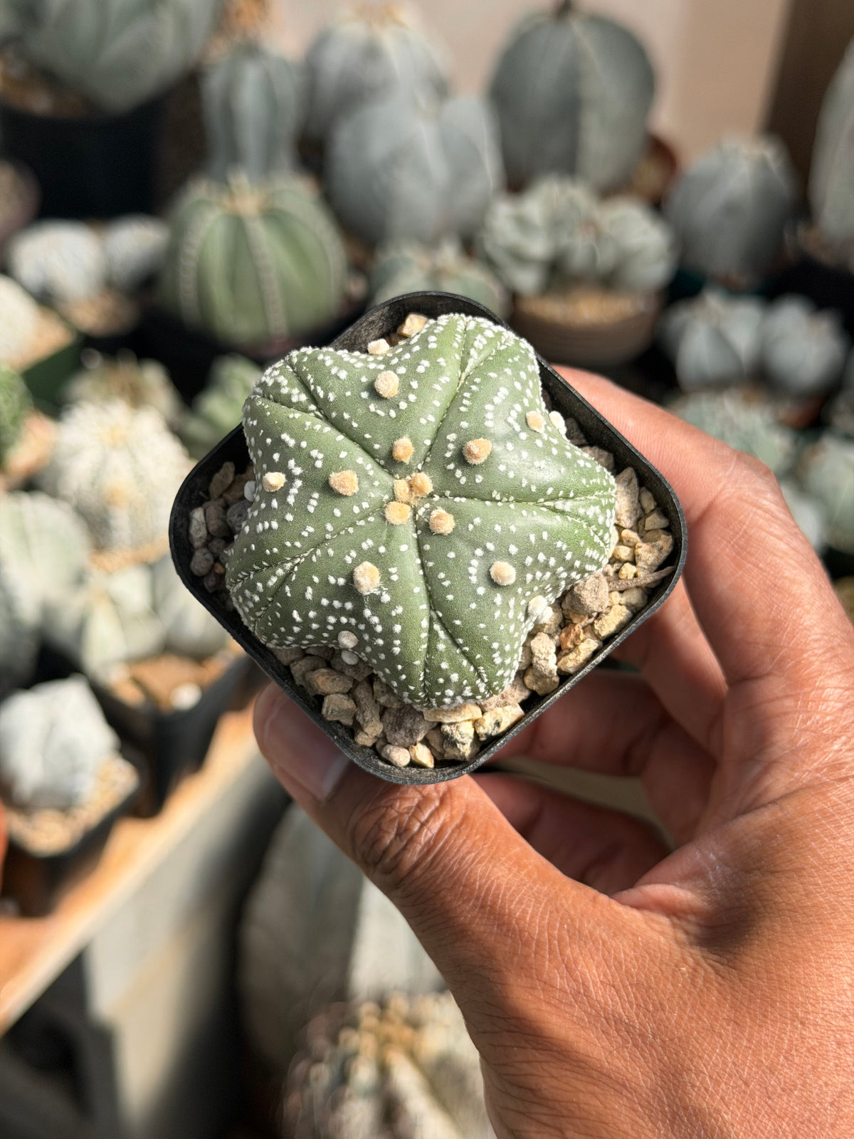 Astrophytum asterias Star Shape Goryo Fukuryu