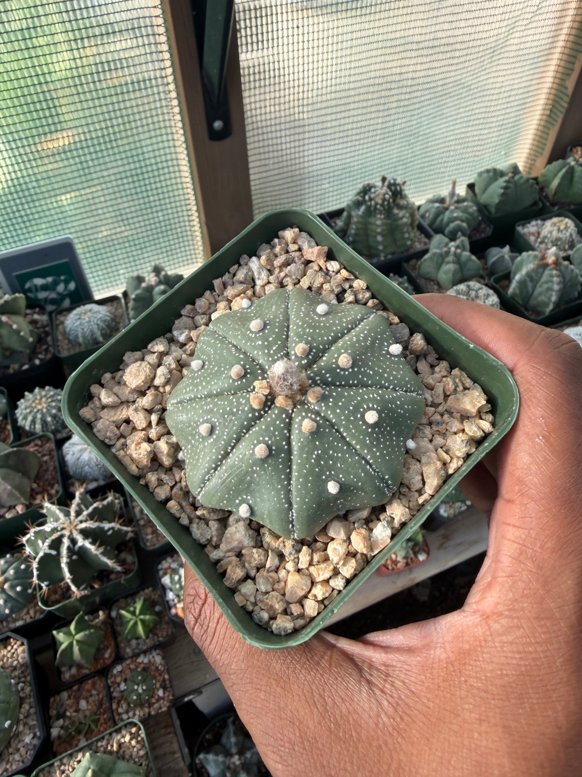 Astrophytum asterias Star Shape