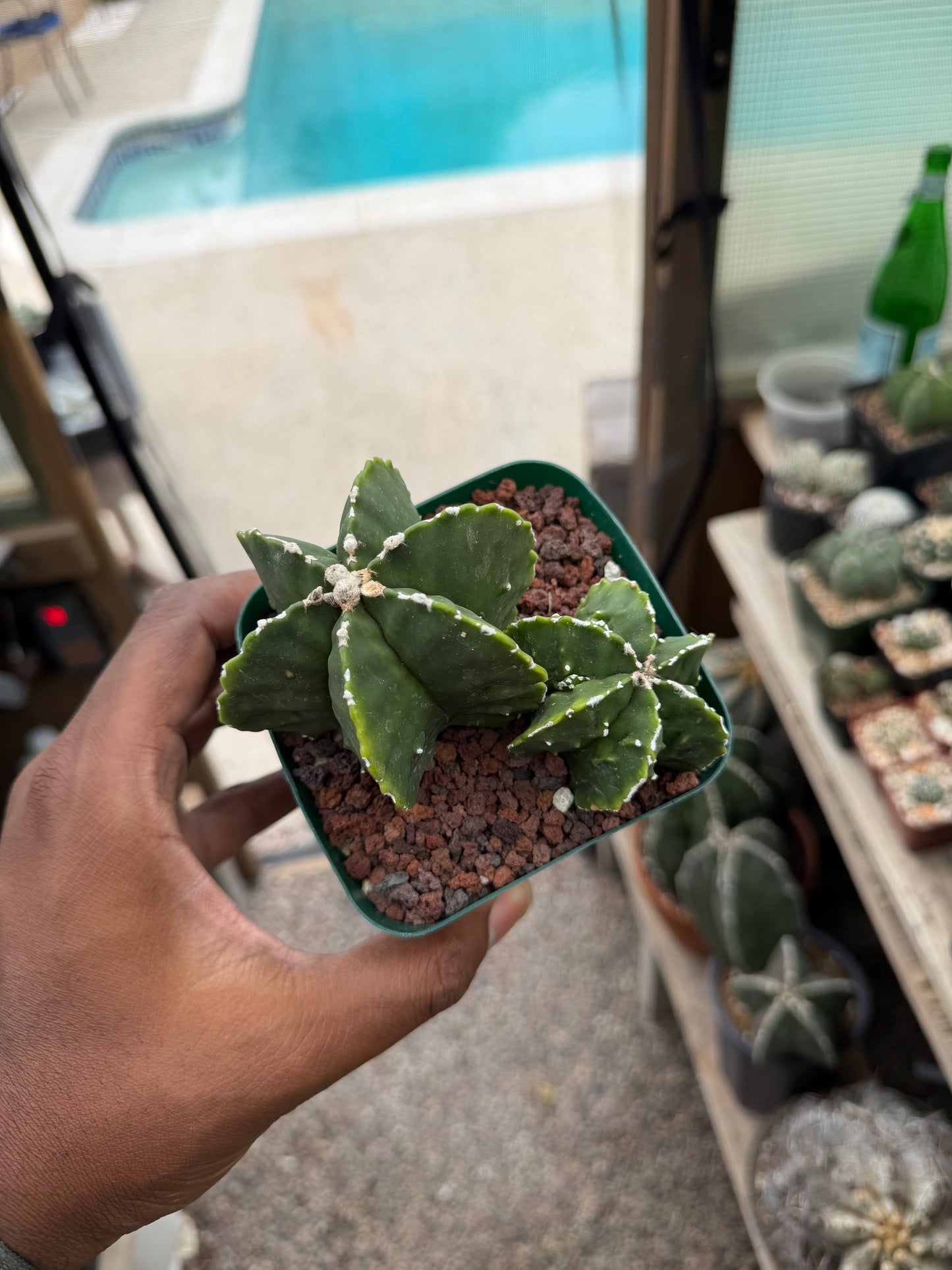 Astrophytum myriostigma Fukuryu 2 Headed