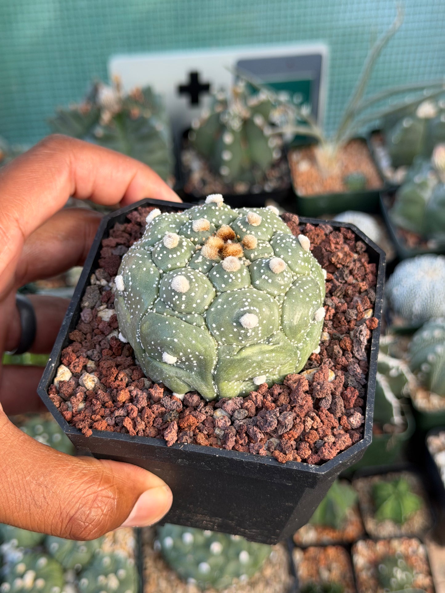 Astrophytum asterias Kikko