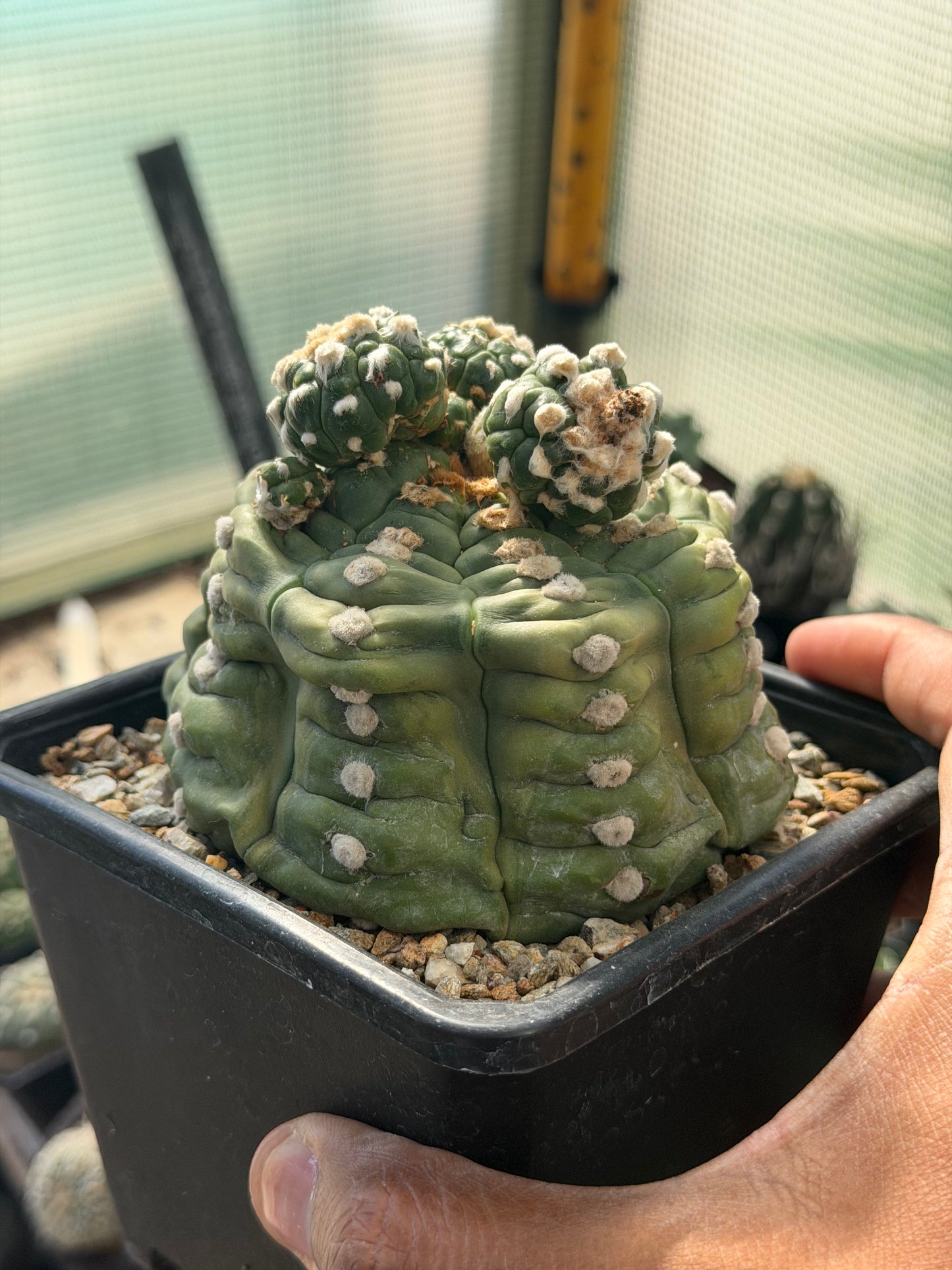 Astrophytum asterias Kikko