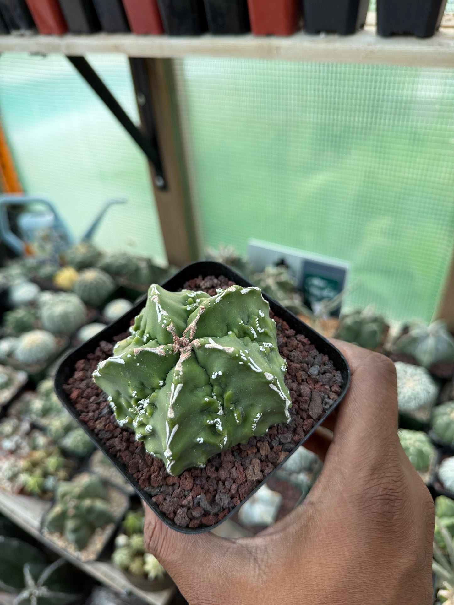 Astrophytum myriostigma Fukuryu