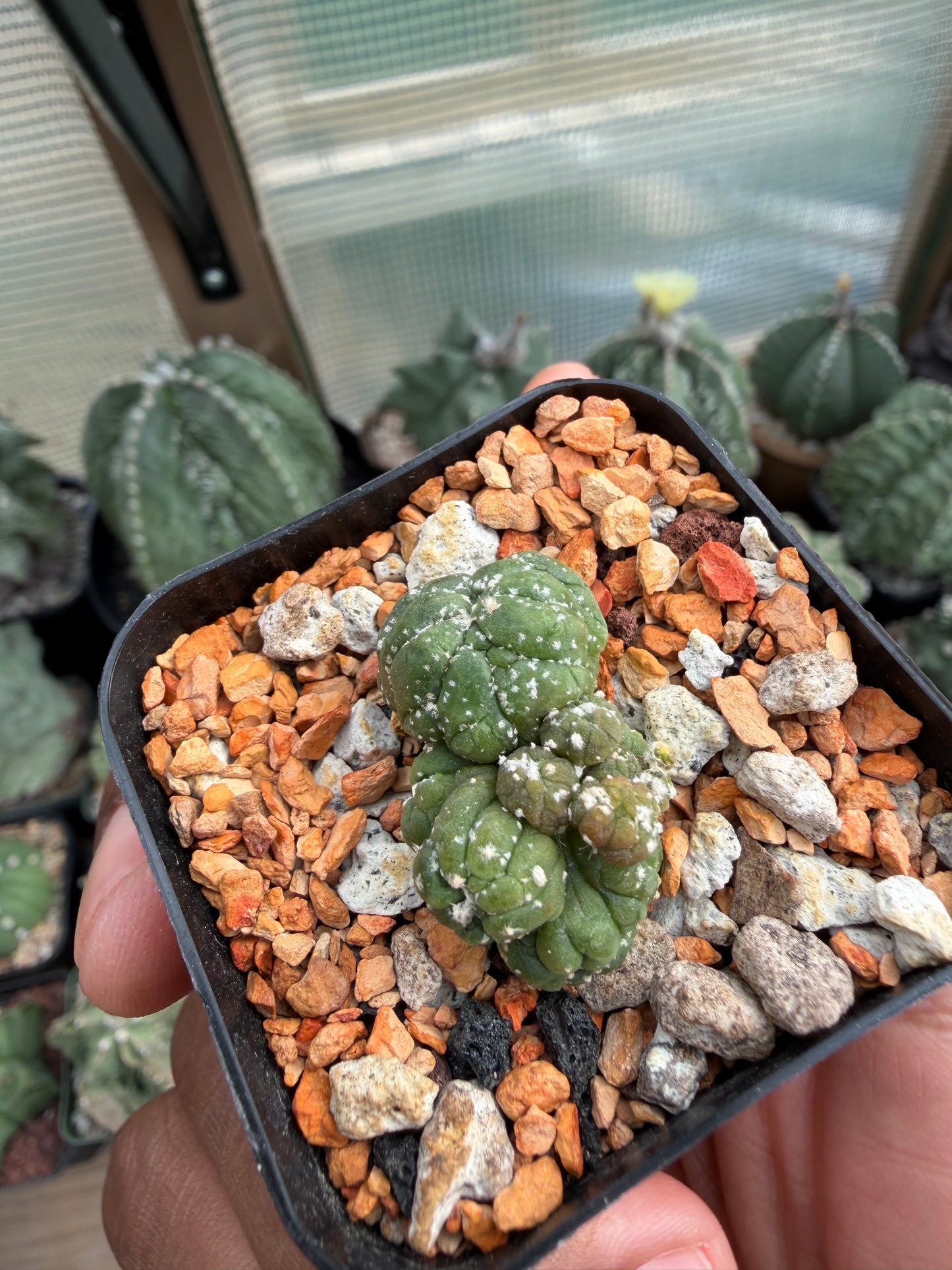 Astrophytum asterias Kikko Lizard Skin Cristata