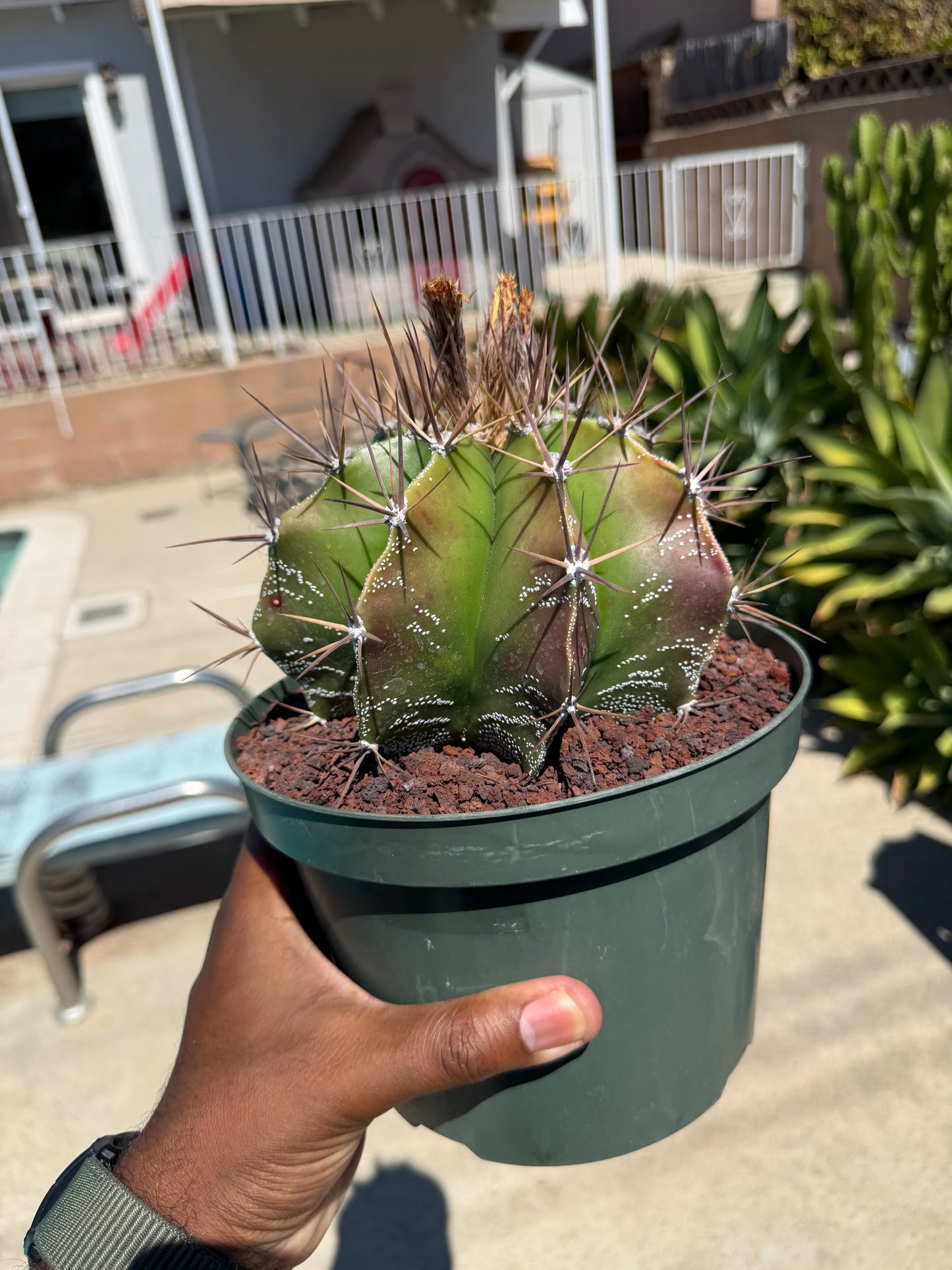 Astrophytum Ornatum