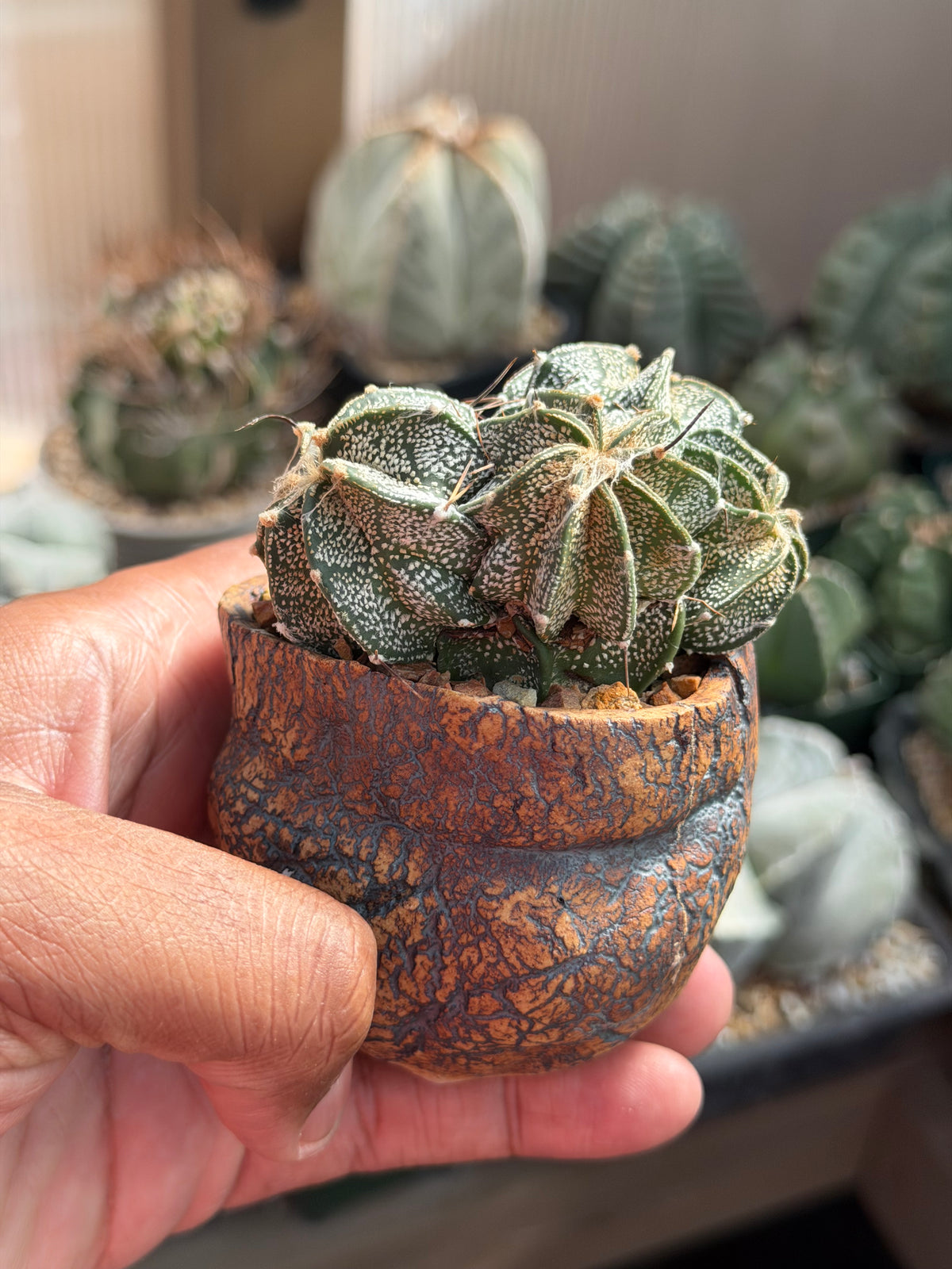 Astrophytum capricorne cluster