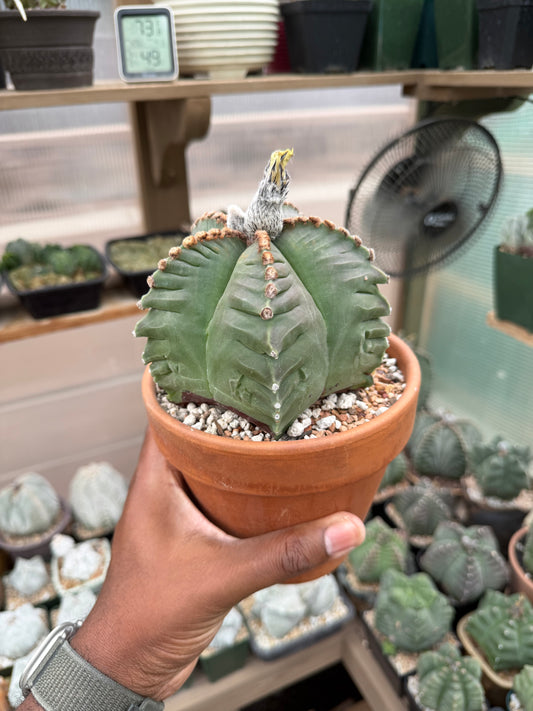 Astrophytum myriostigma Kikko