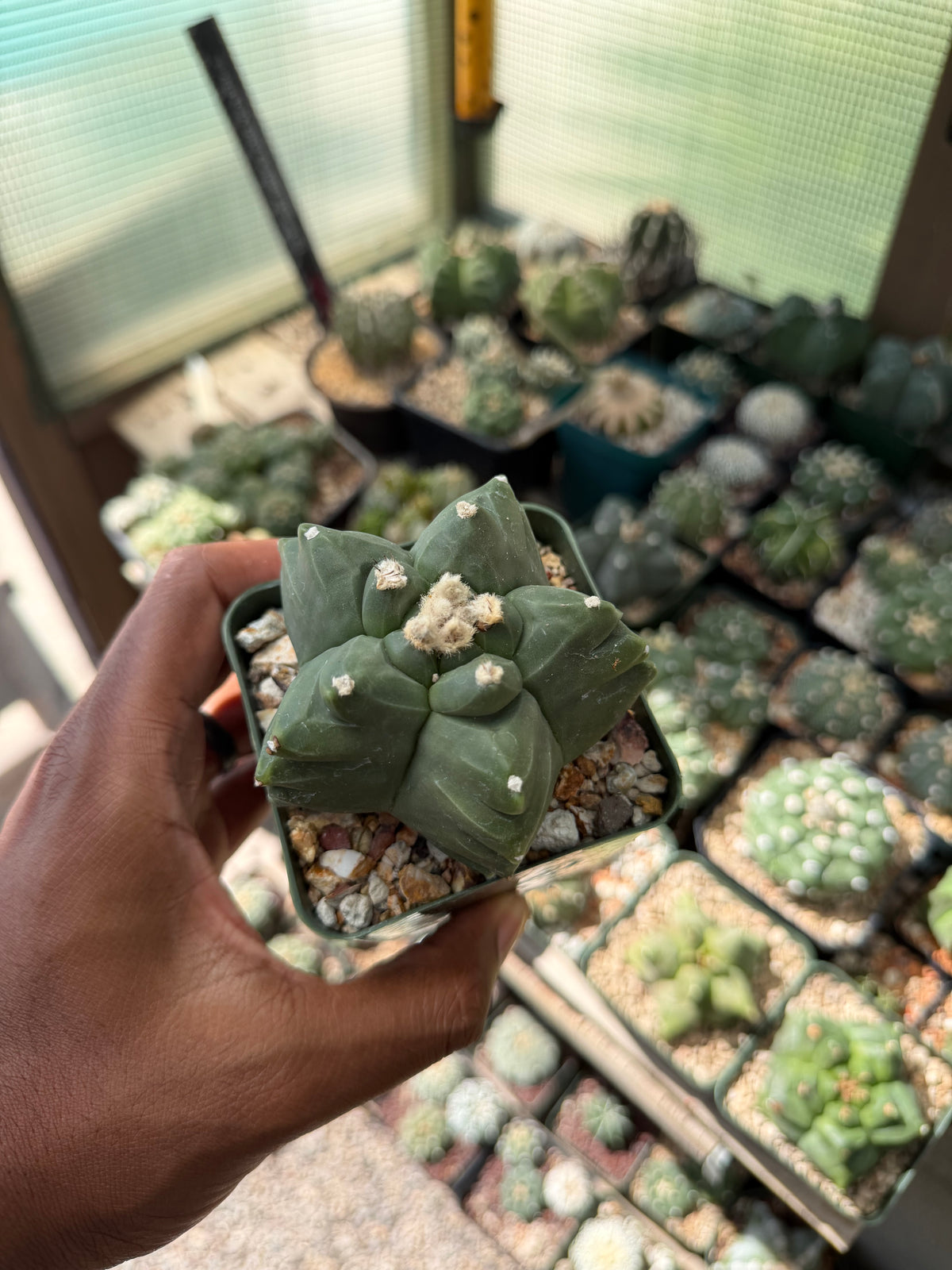 Astrophytum myriostigma Kikko