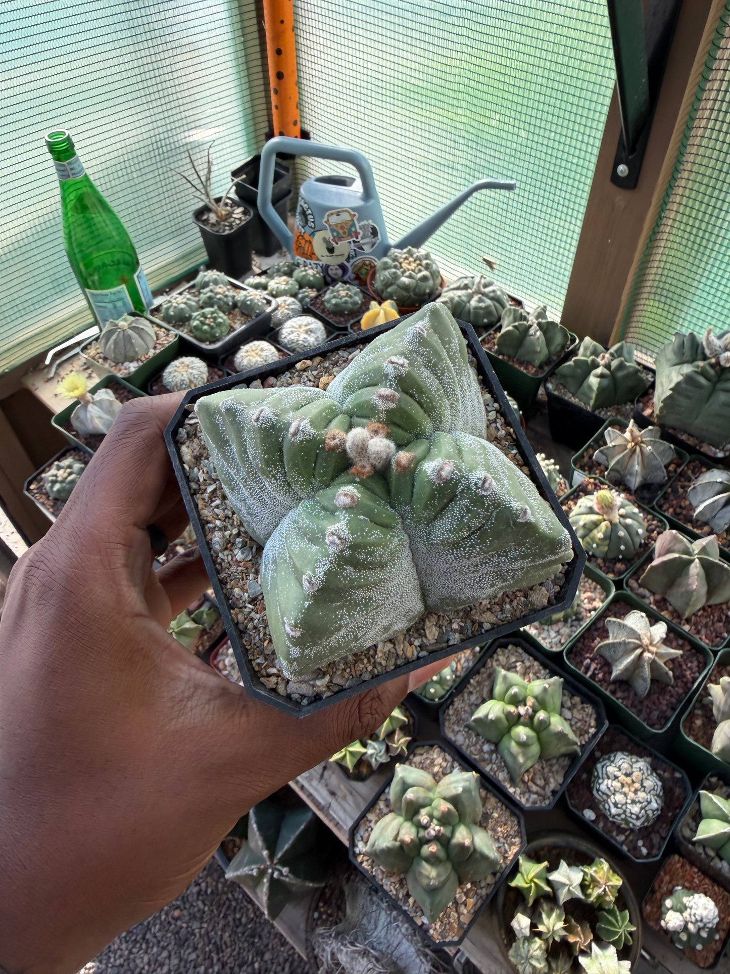 Astrophytum myriostigma Kikko Quadricostatum