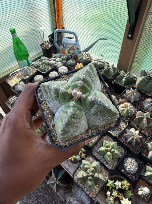 Astrophytum myriostigma Kikko Quadricostatum