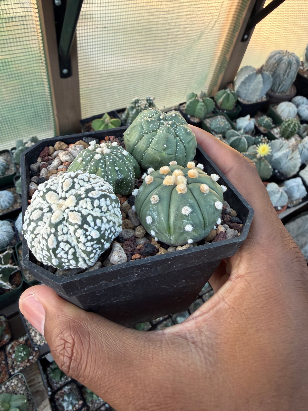 Astrophytum asterias Bundle