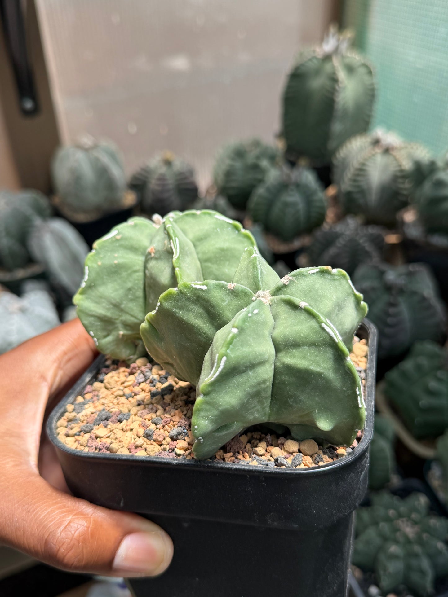 Astrophytum myriostigma Hakujo 2 Headed