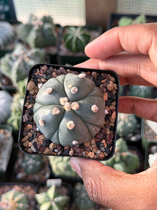 Astrophytum asterias Fukuryu