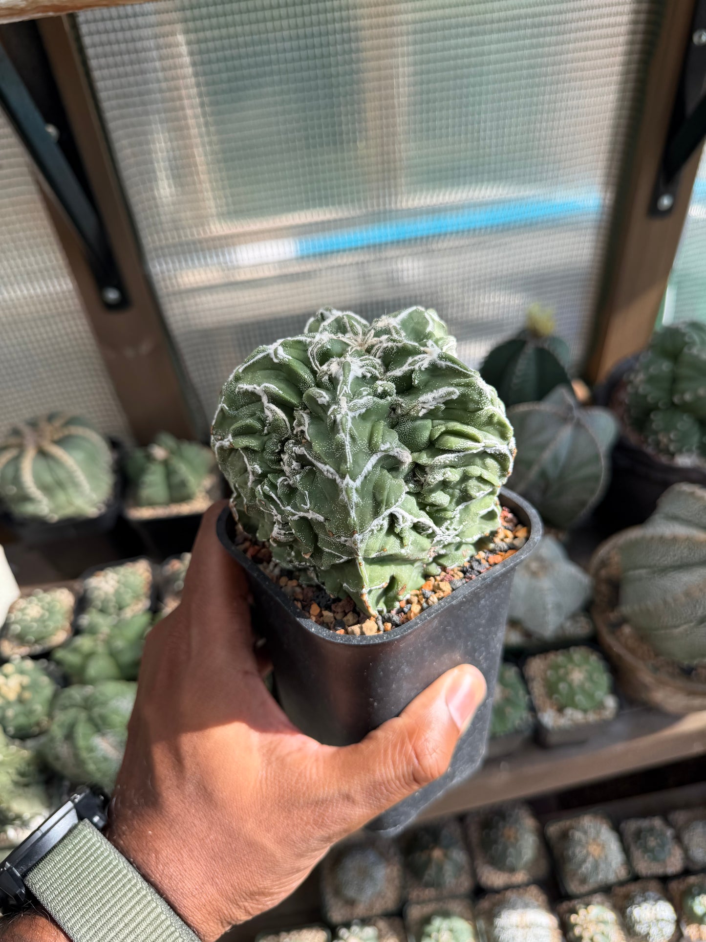 Astrophytum myriostigma Fukuryu Hakujo