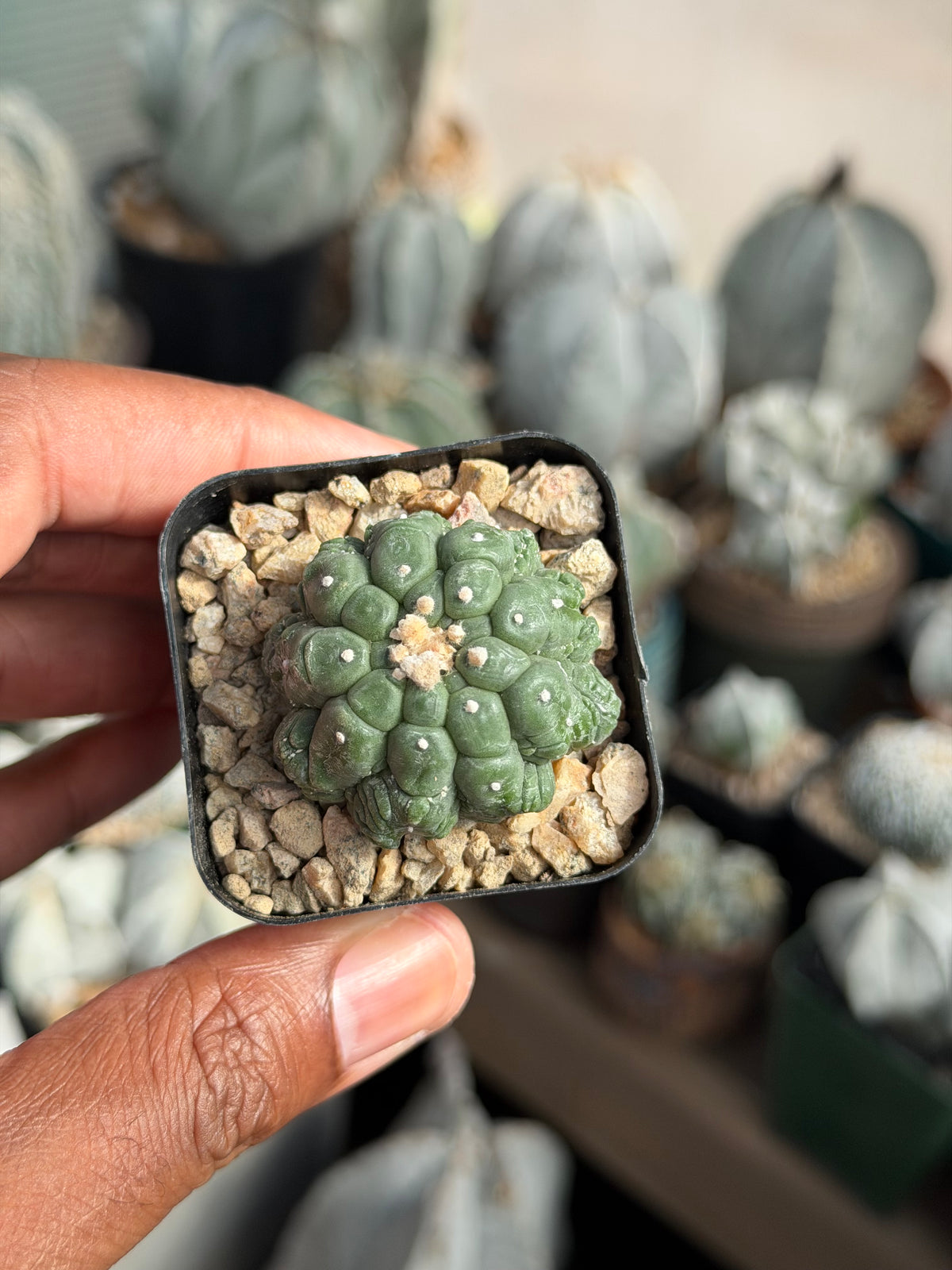 Astrophytum asterias Kikko Lizard Skin