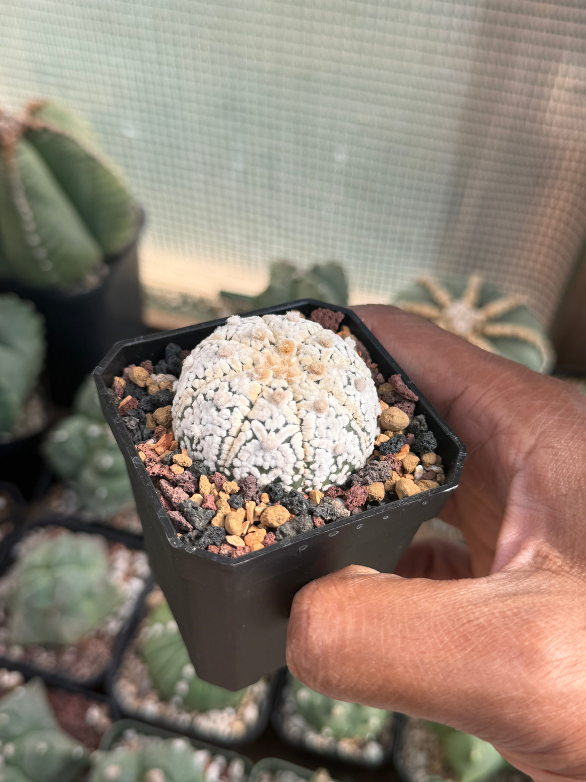 Astrophytum asterias Superkabuto