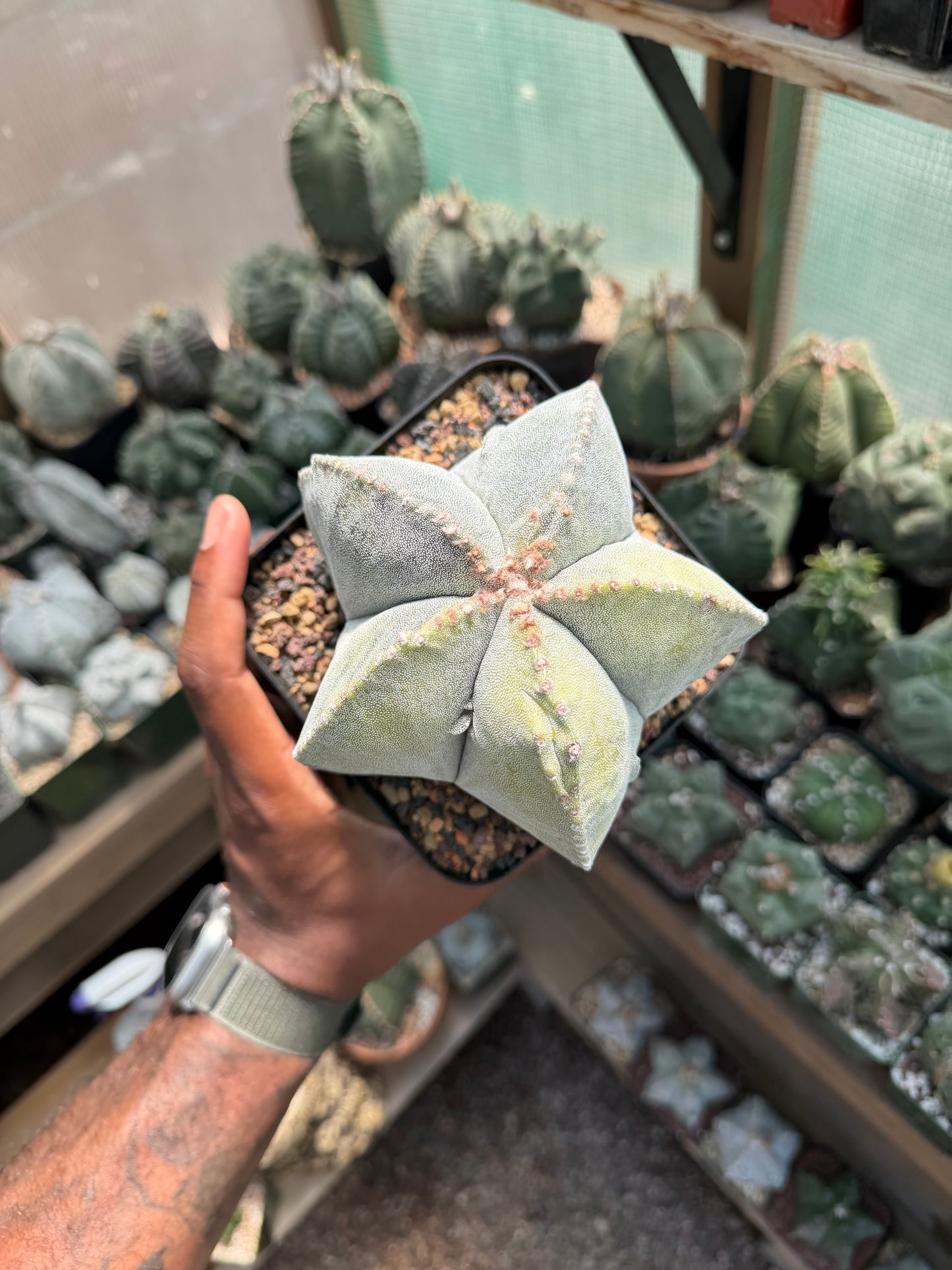 Astrophytum myriostigma Variegated