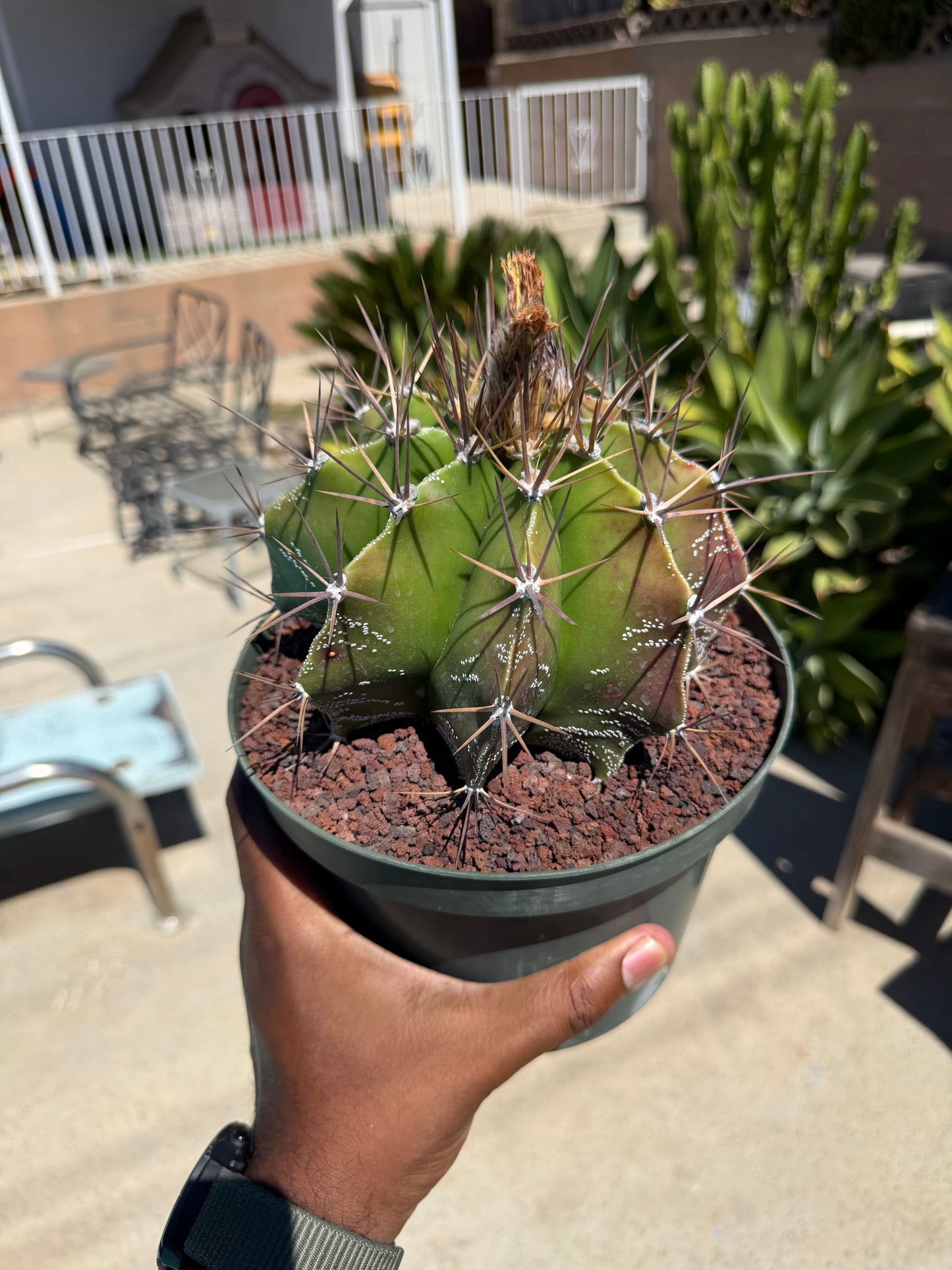 Astrophytum Ornatum