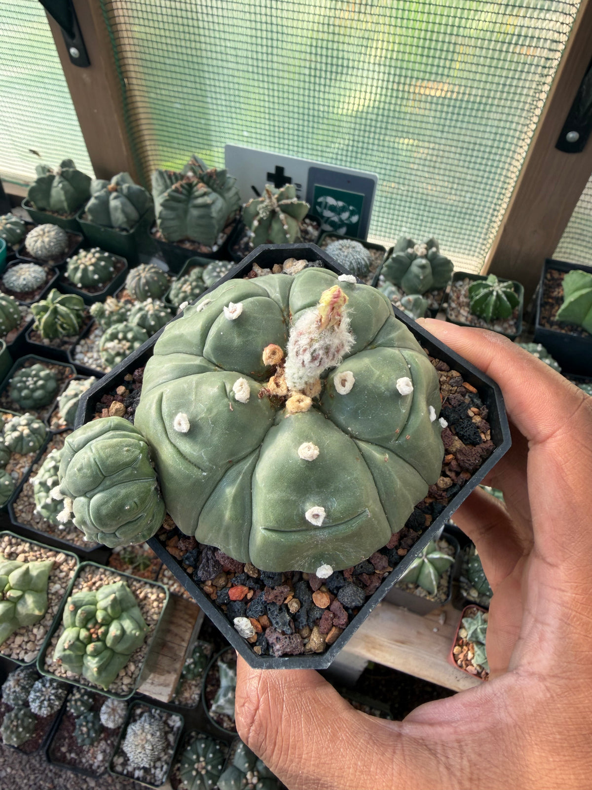Astrophytum asterias Fukuryu Goryo