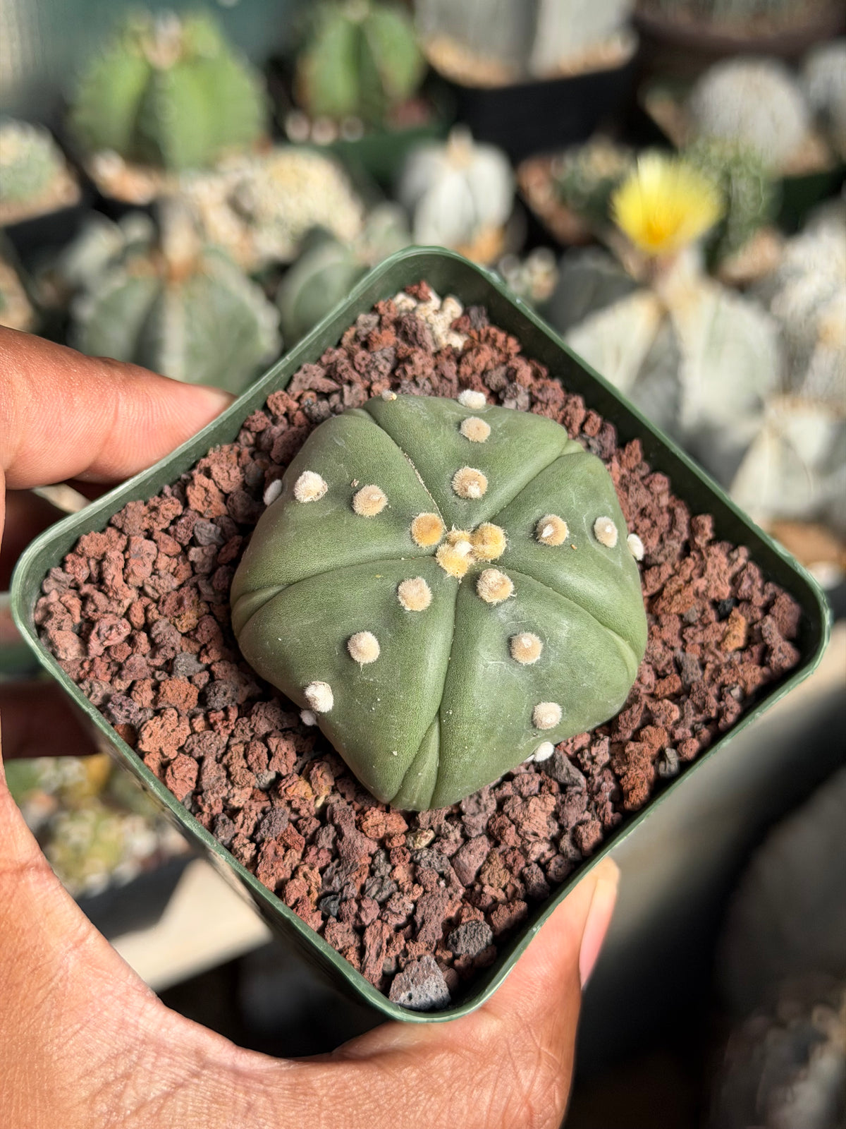 Astrophytum asterias Goryo Fukuryu