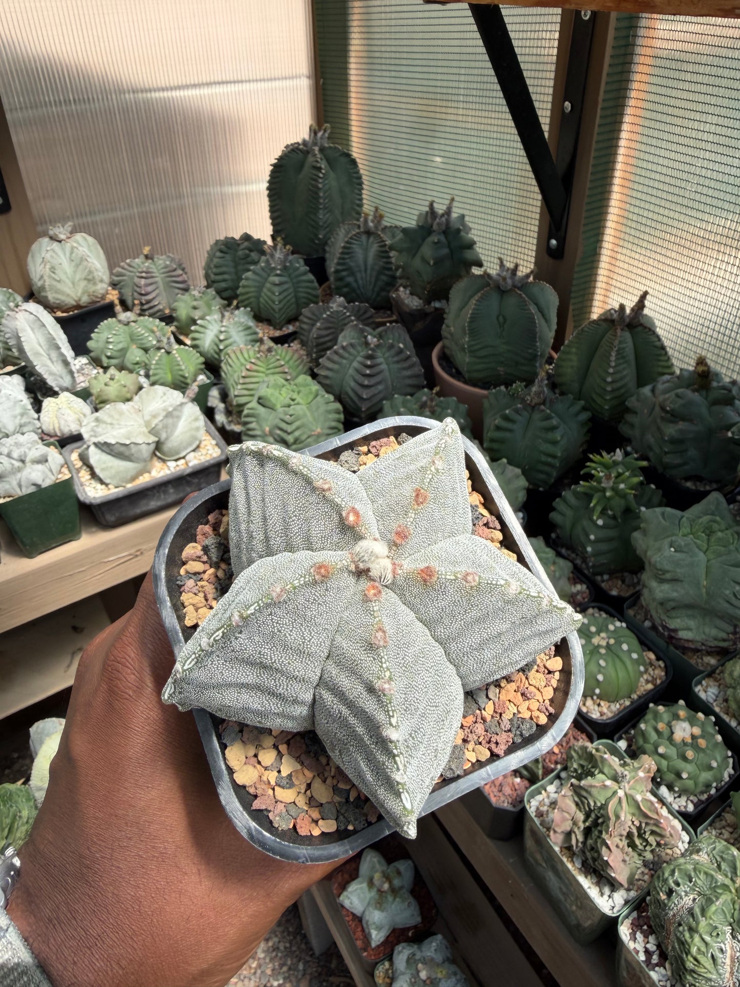 Astrophytum myriostigma strongylogonum
