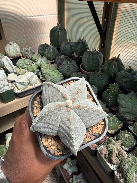 Astrophytum myriostigma strongylogonum