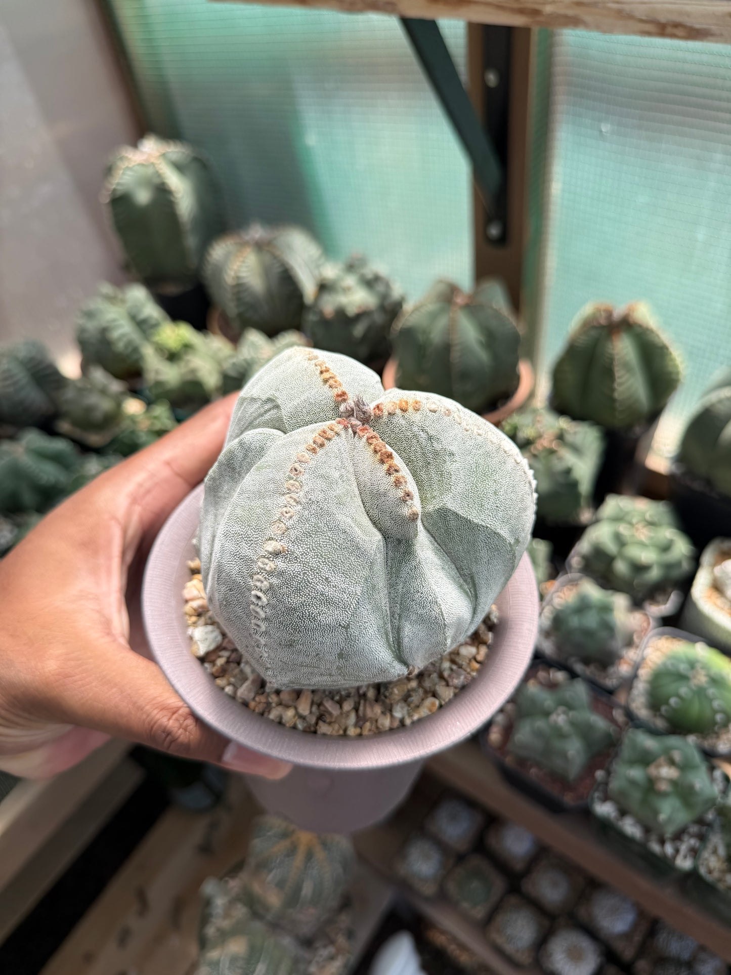 Astrophytum myriostigma tricostatum