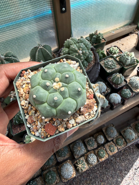Astrophytum asterias Kikko