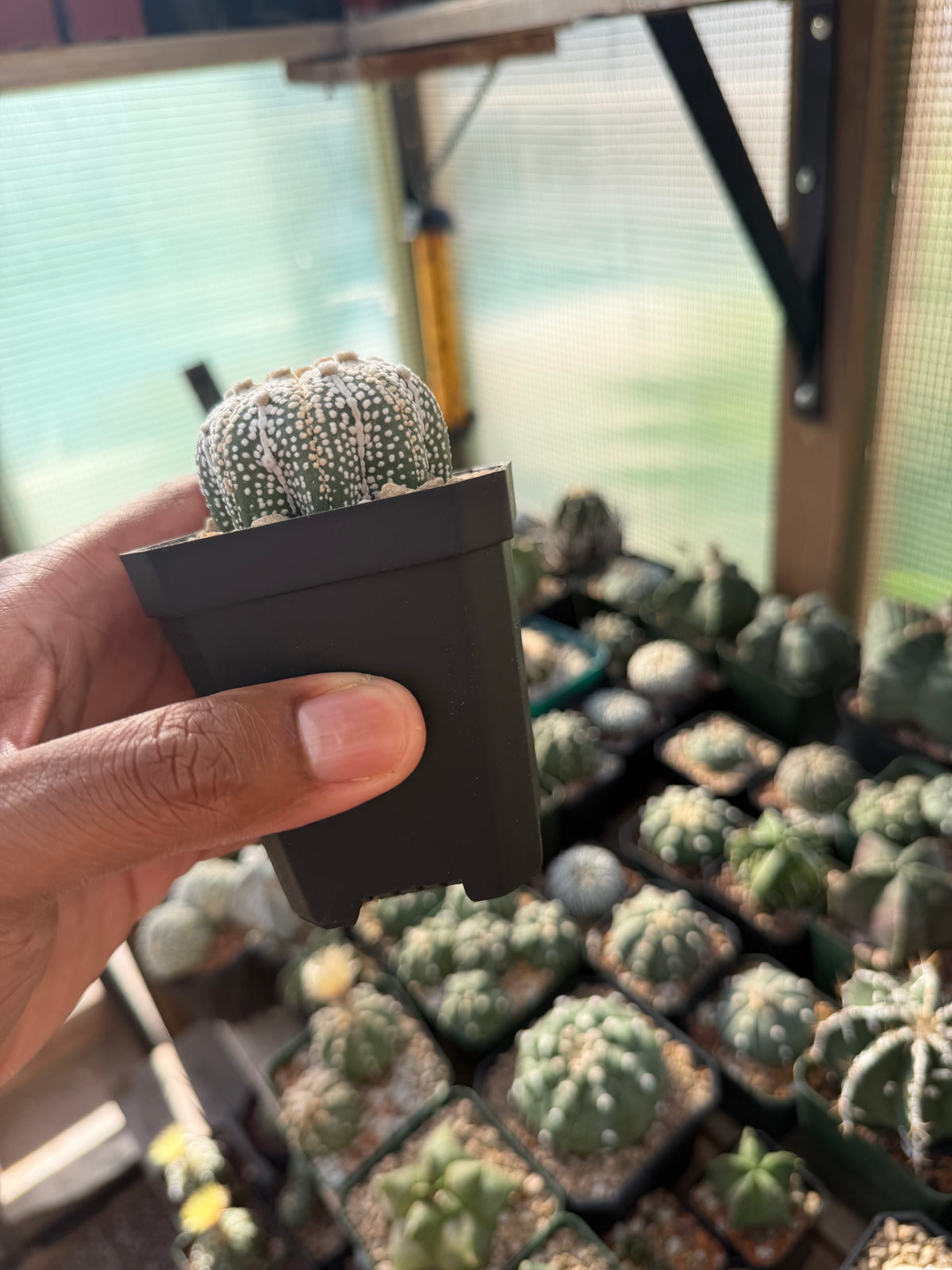 Astrophytum asterias Star Shape ‘Squid Legs’