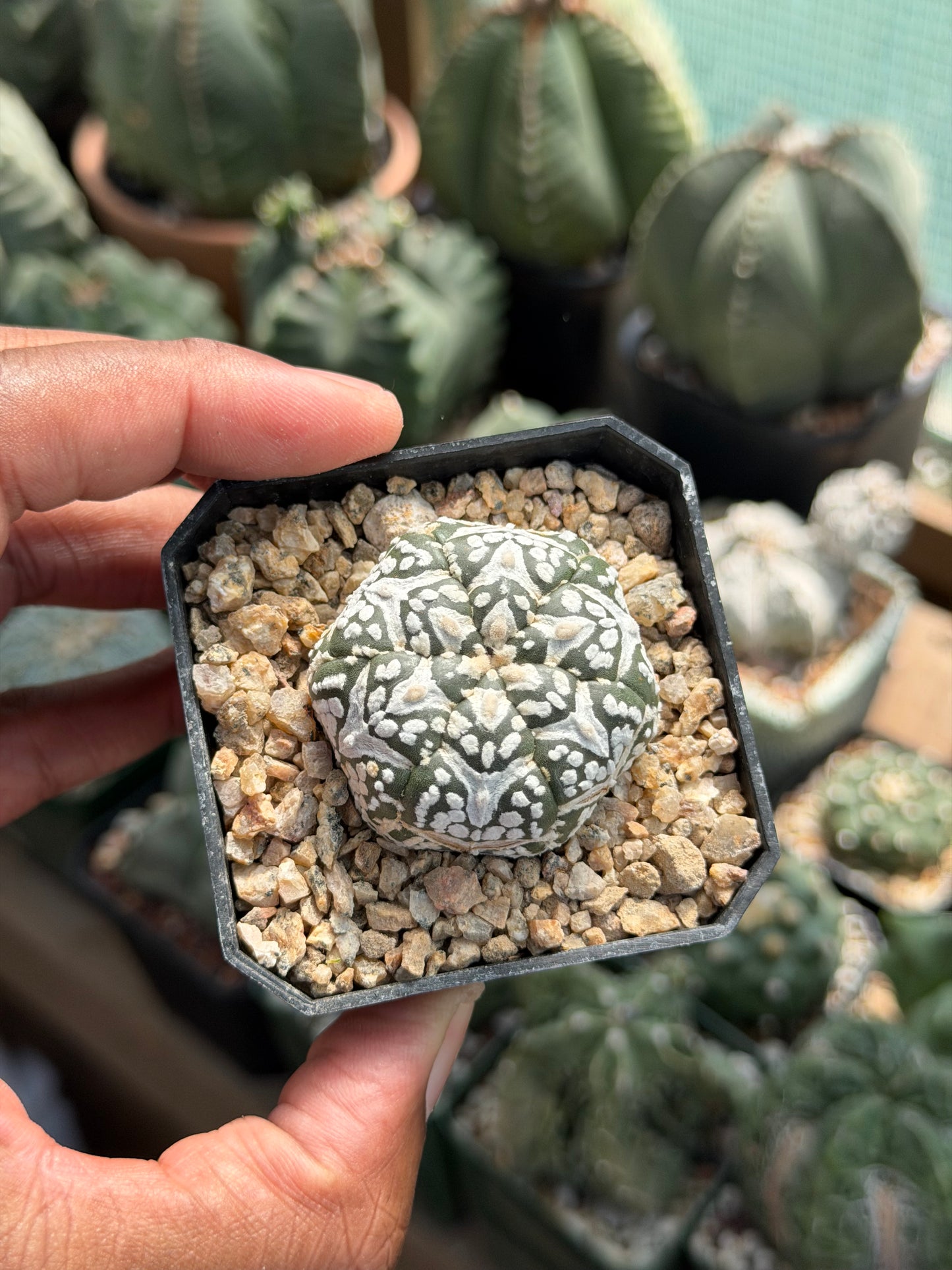 Astrophytum asterias Superkabuto V-Type