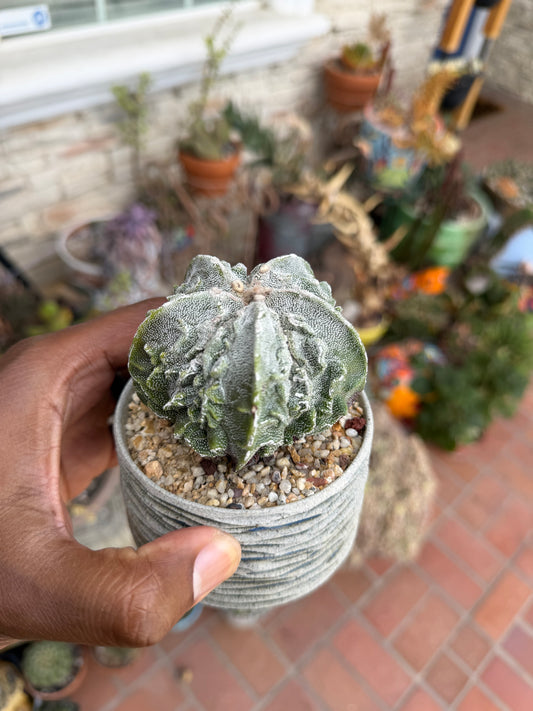 Astrophytum myriostigma Fukuryu