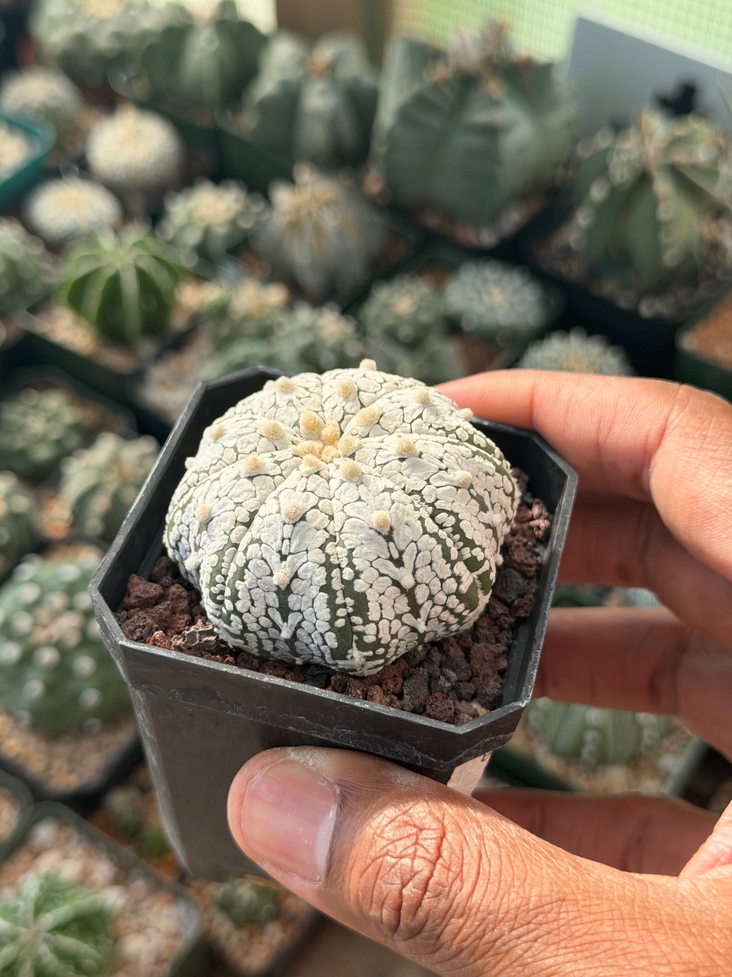 Astrophytum asterias Star Shape Snow