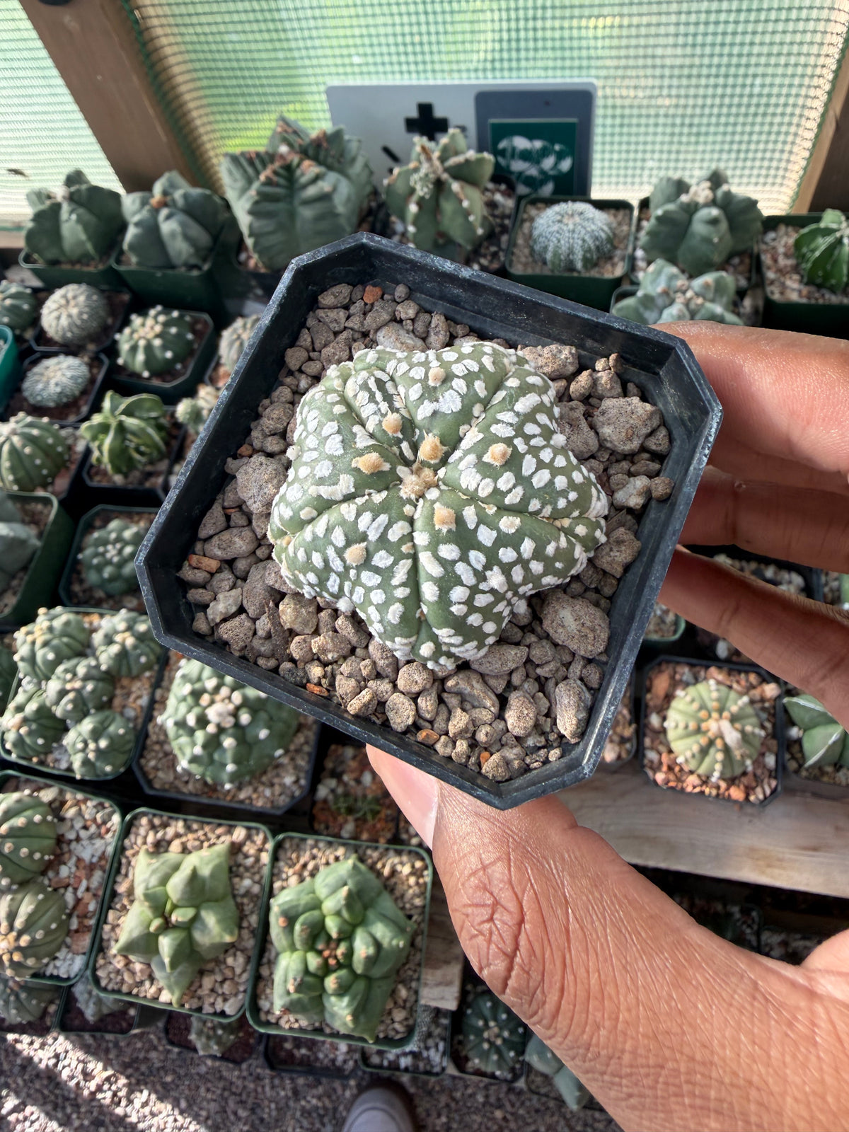 Astrophytum asterias Superkabuto Goryo