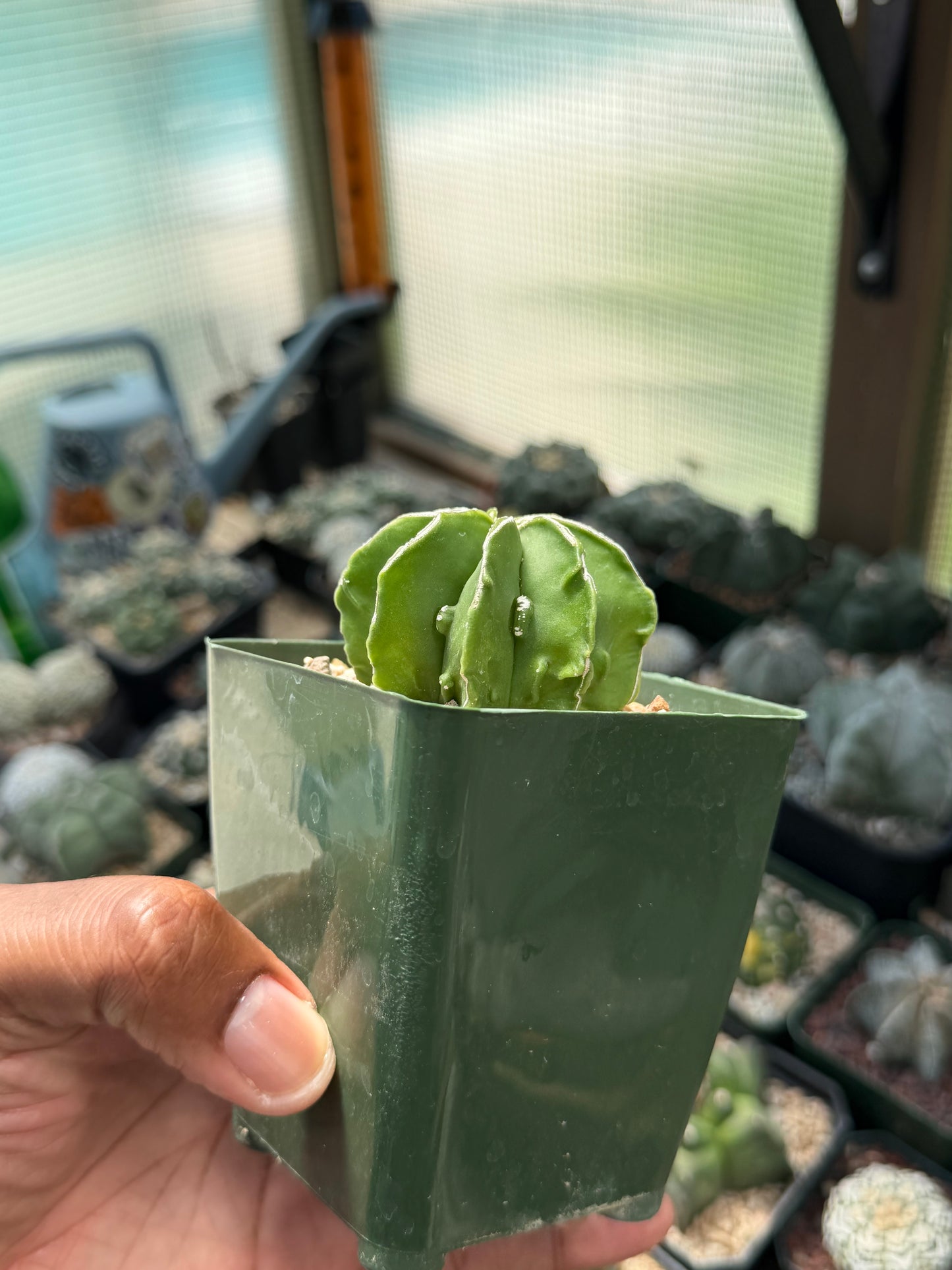 Astrophytum myriostigma Fukuryu Hakujo multicoastatum