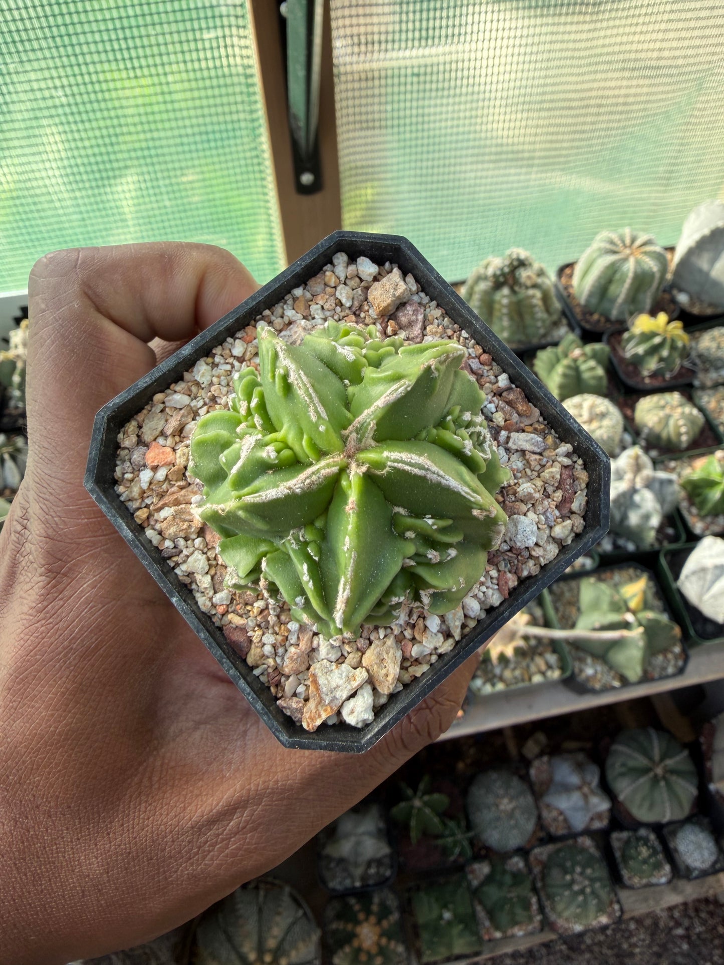 Astrophytum myriostigma Fukuryu Hakujo