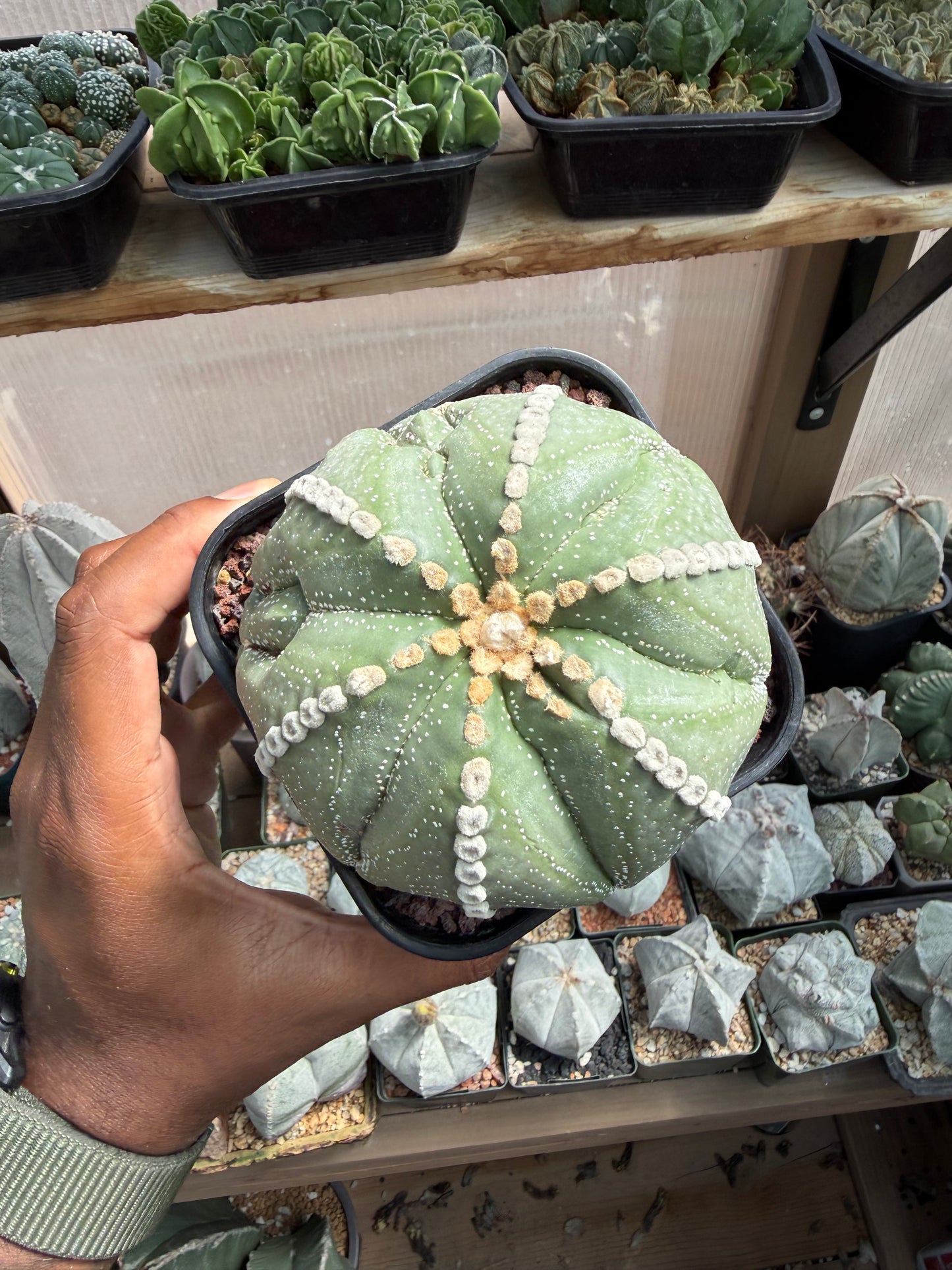 Astrophytum asterias Rensei Fukuryu