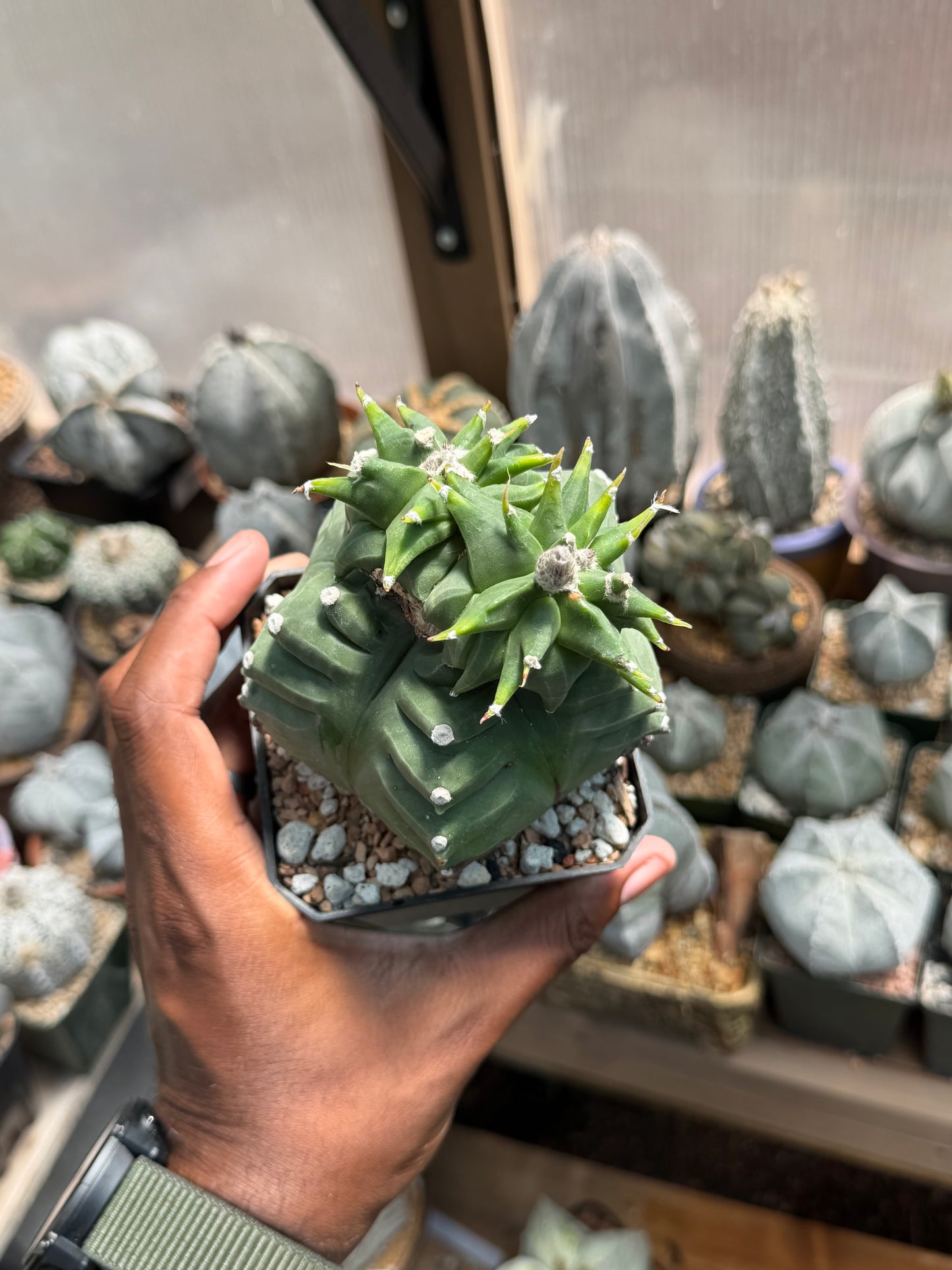 Astrophytum myriostigma Kikko Wierdo!