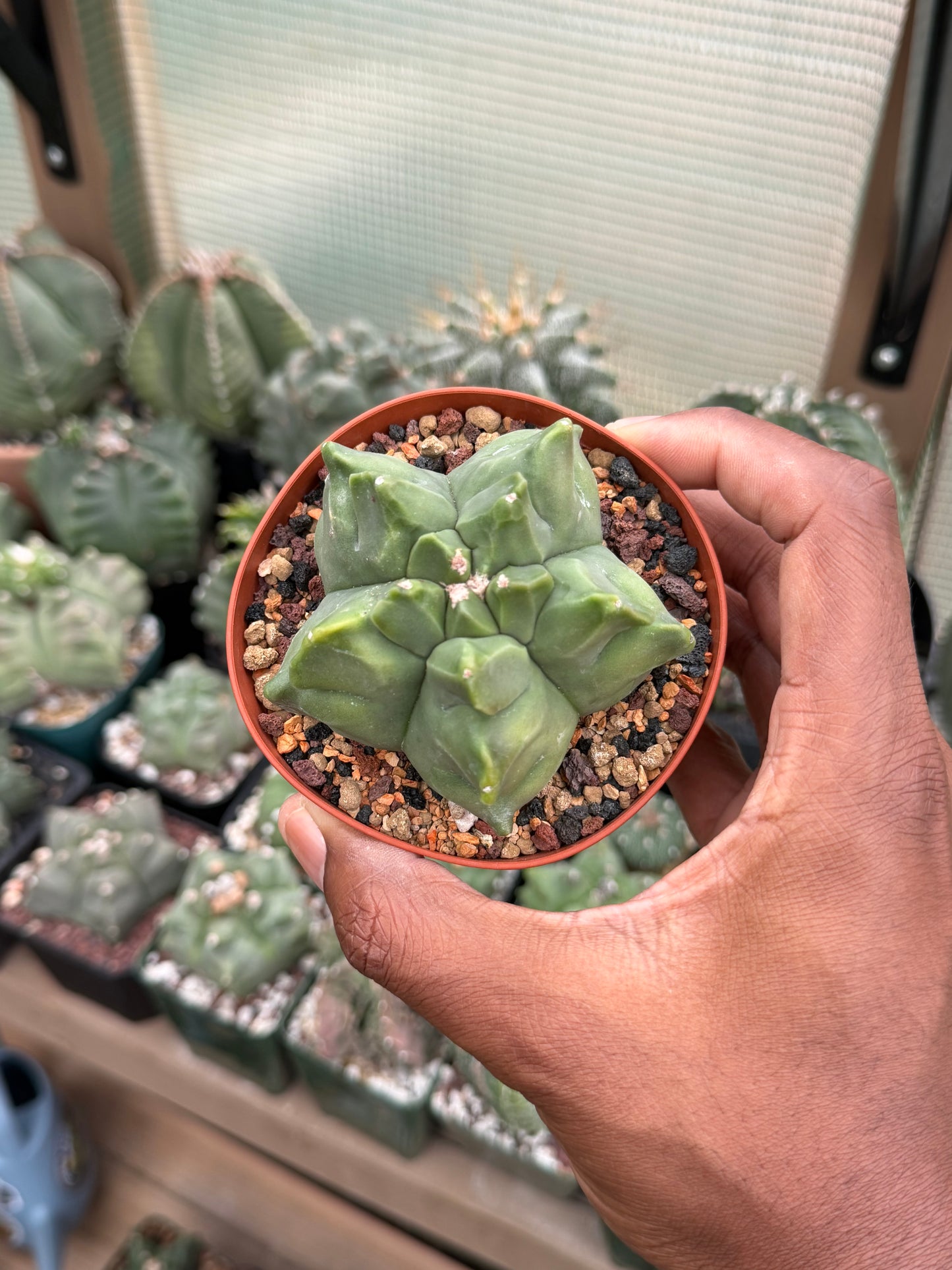 Astrophytum myriostigma Kikko