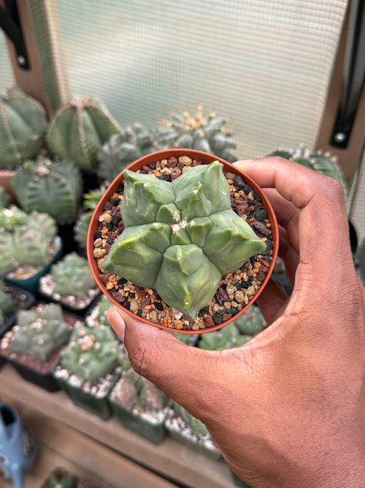 Astrophytum myriostigma Kikko