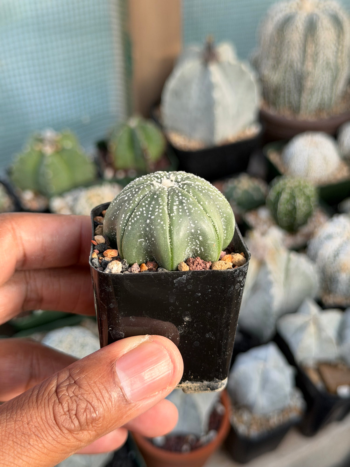Astrophytum asterias Star Shape