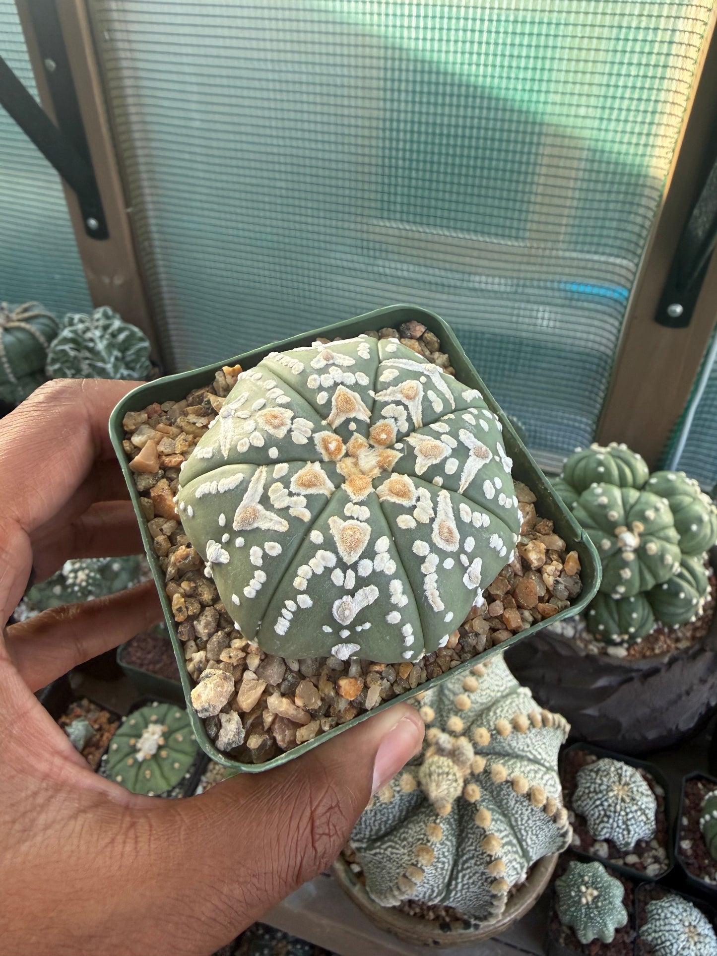 Astrophytum asterias Superkabuto V-Type