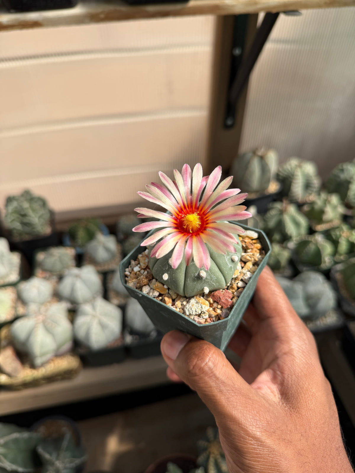 Astrophytum asterias Akabana