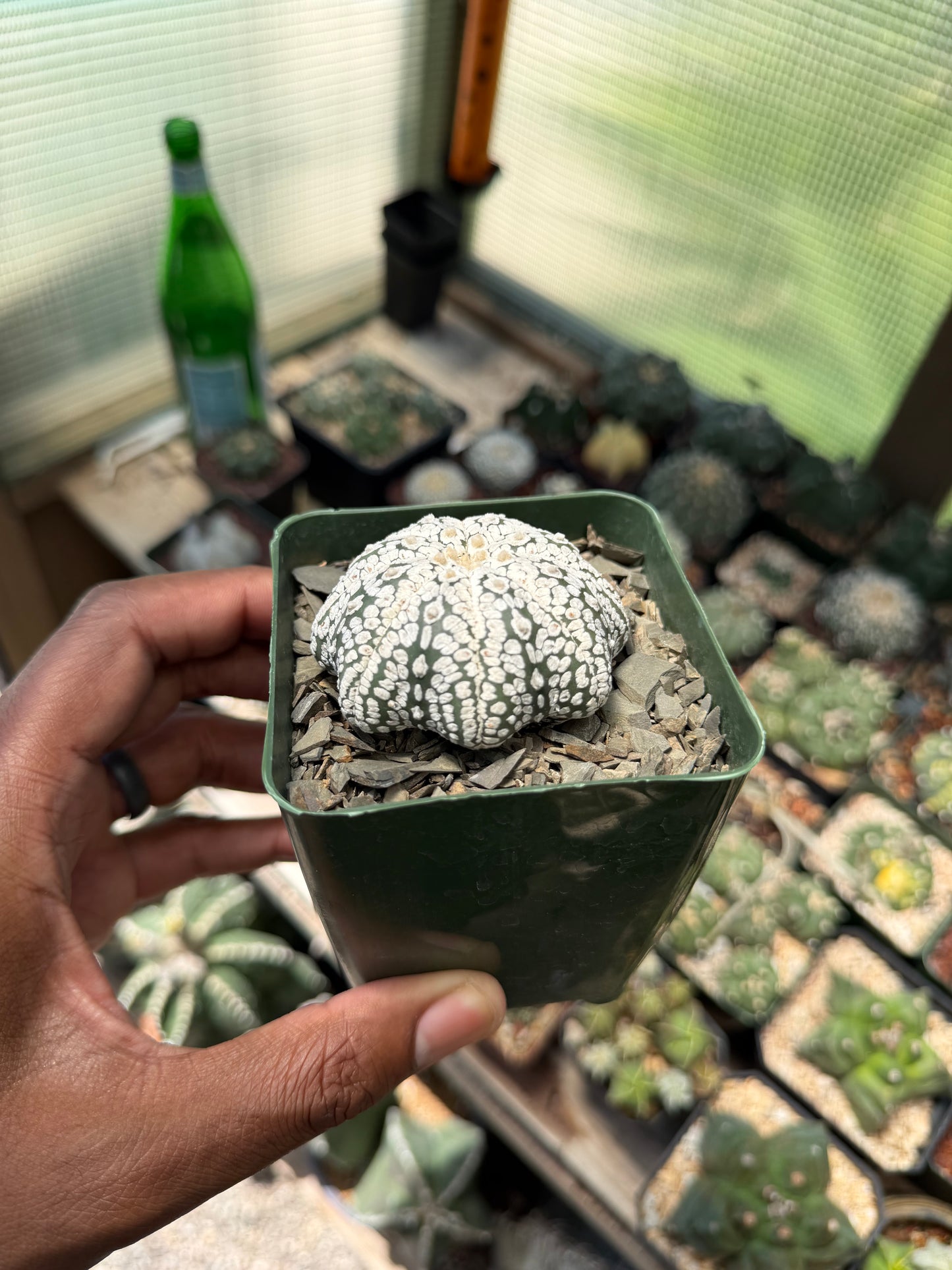 Astrophytum asterias Superkabuto Star Shape