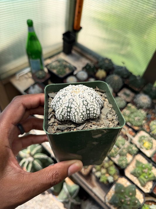 Astrophytum asterias Superkabuto Star Shape