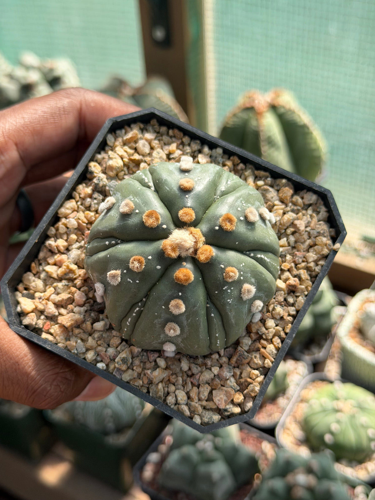 Astrophytum asterias Fukuryu